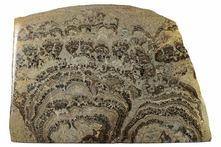 Devonian Stromatolite Slab - Orkney, Scotland #281607